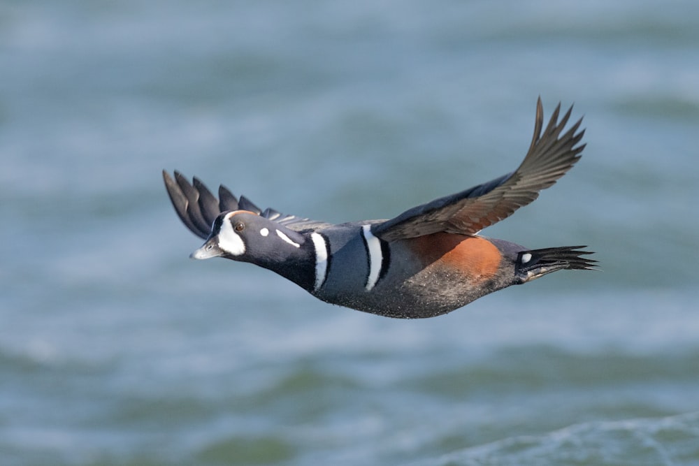 Ein Vogel fliegt über ein Gewässer