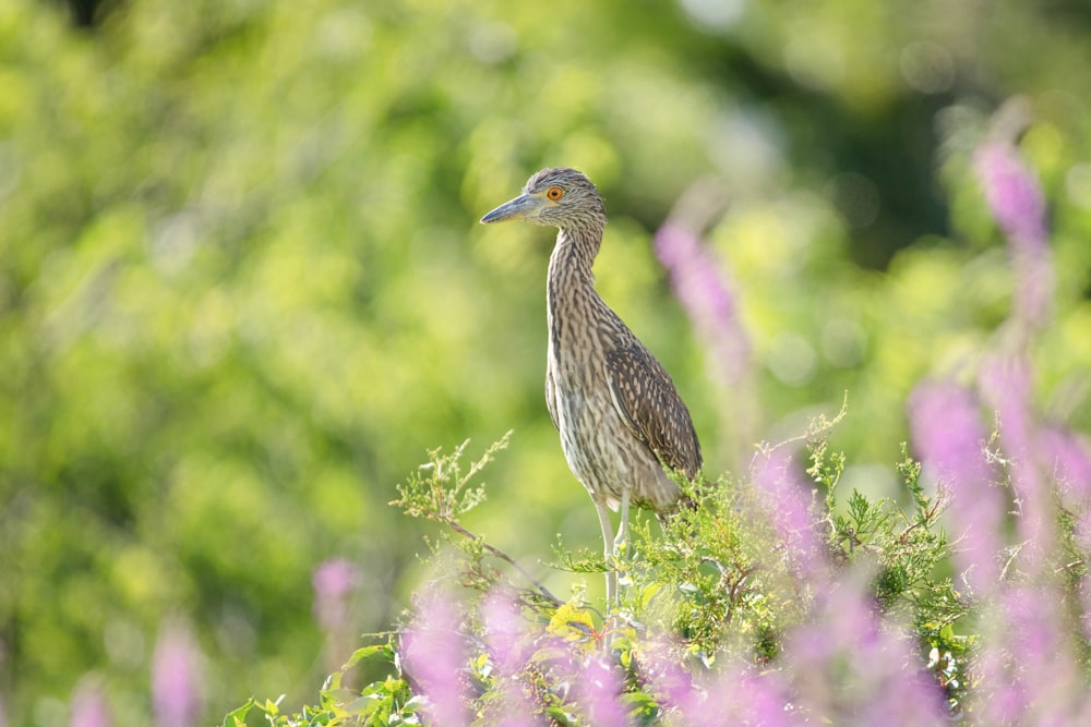 a bird standing on a branch