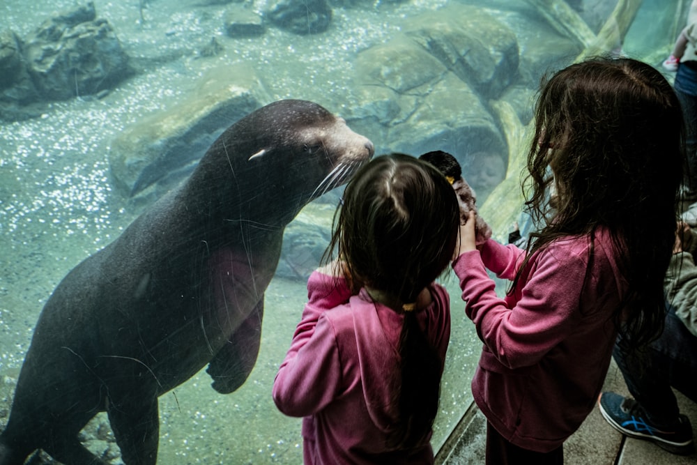 two little girls looking at a seal in an aquarium