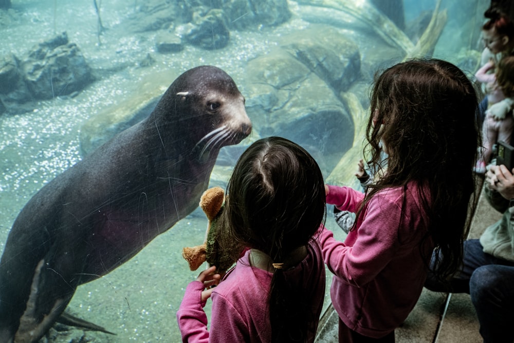 a group of children looking at a seal in an aquarium
