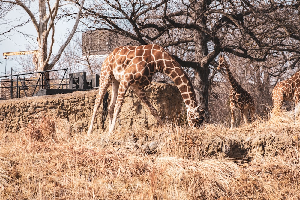 two giraffes eating grass in a zoo enclosure