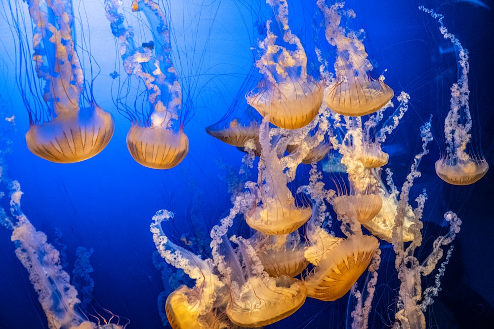 a group of jellyfish swimming in an aquarium