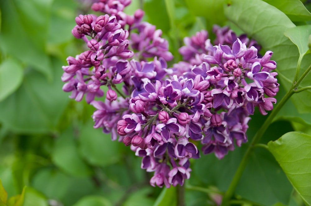 a bunch of purple flowers with green leaves