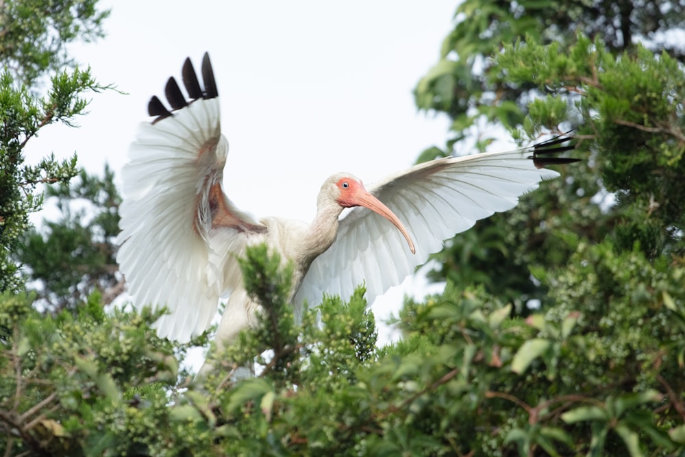 a bird flying in the sky