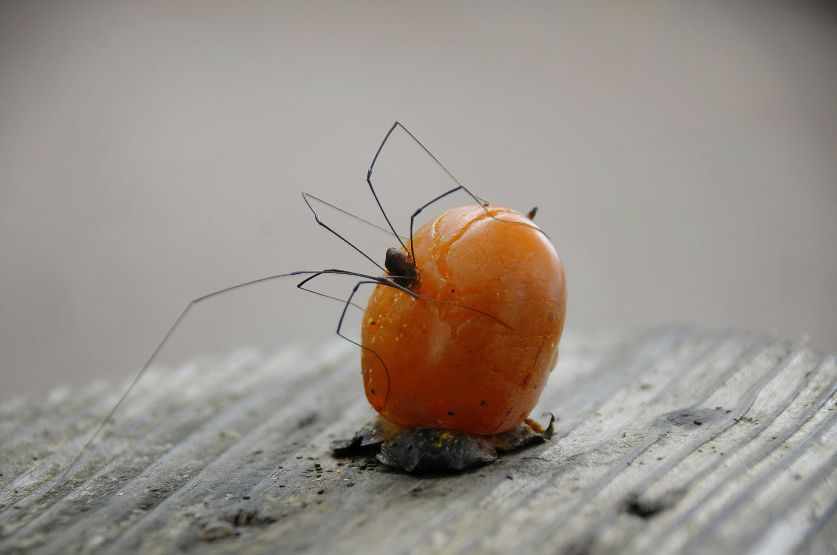 Spider enjoying a tomato for lunch.