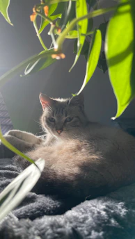 A cozy cat curled up on a soft blanket in warm sunlight