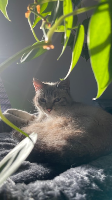 A relaxed cat lying comfortably on a cozy blanket near plants