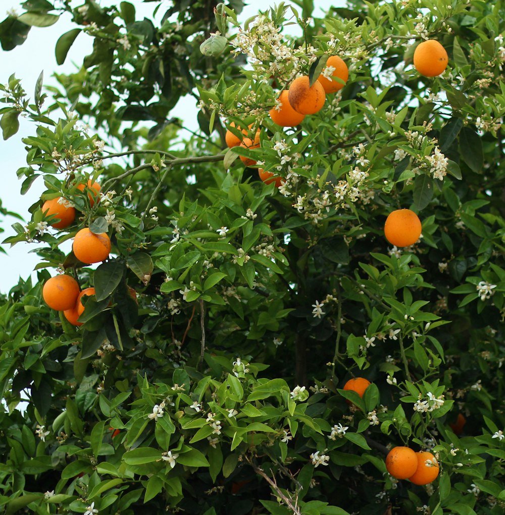 an orange tree filled with lots of ripe oranges