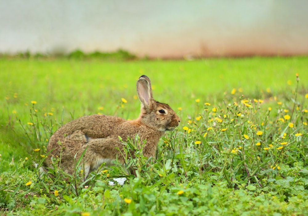 a rabbit is sitting in a field of flowers