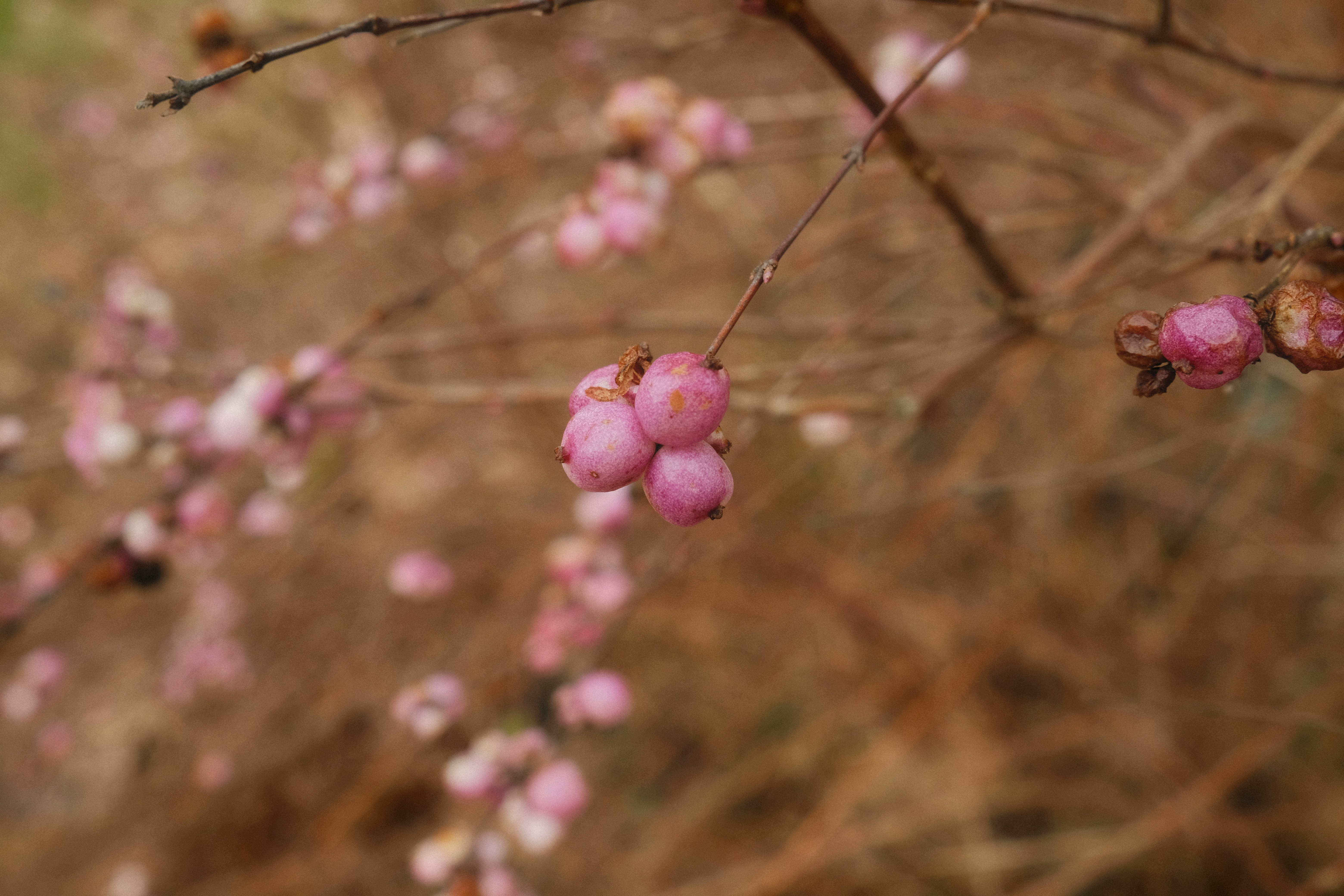 a branch of a tree with pink flowers