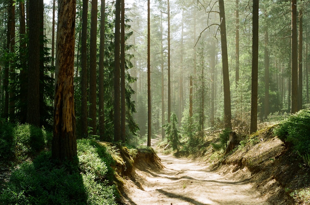 a dirt road in the middle of a forest