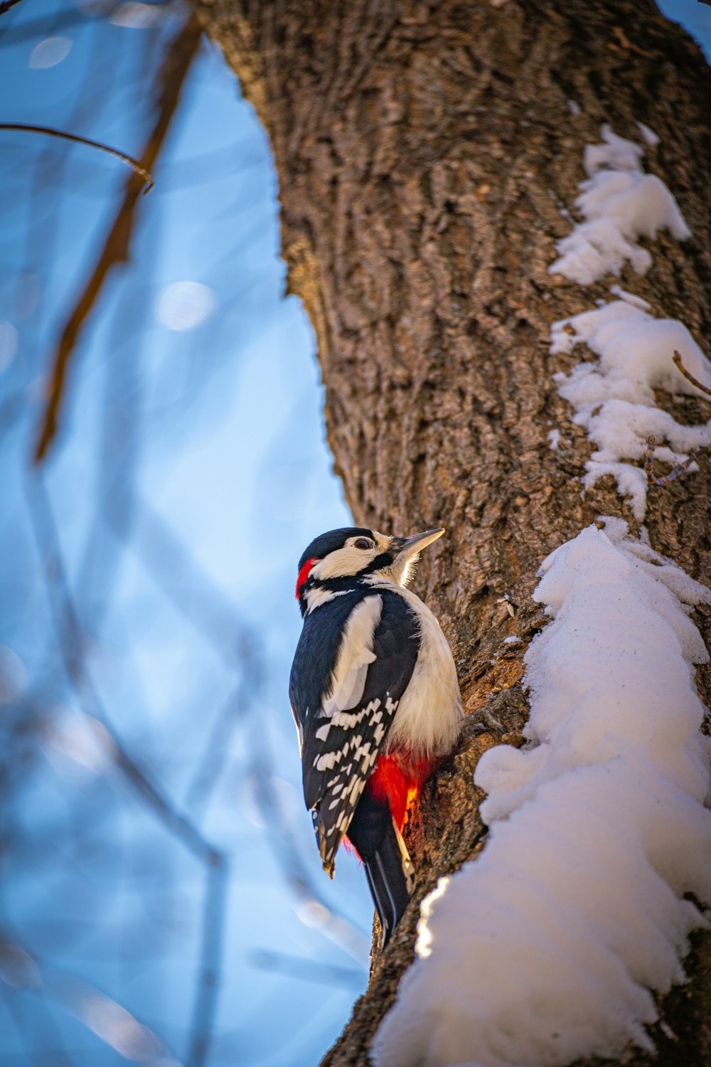 a woodpecker sitting on a tree branch in the snow