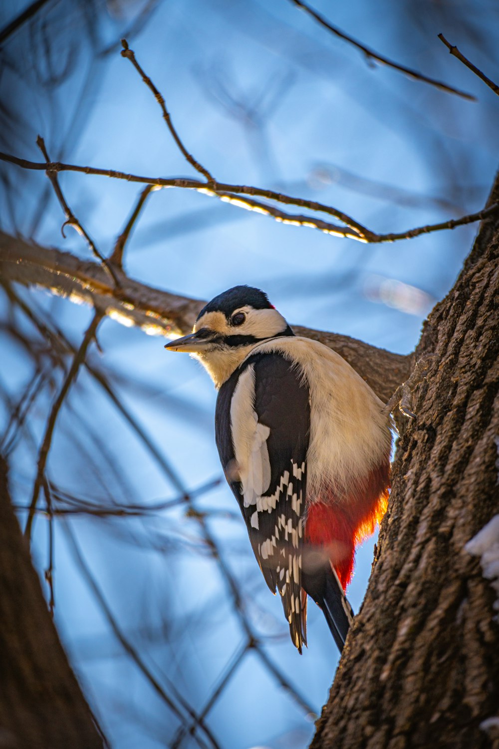 a colorful bird perched on a tree branch