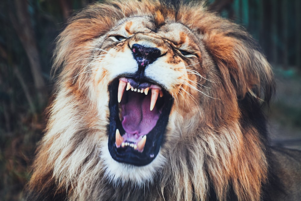 a close up of a lion with its mouth open