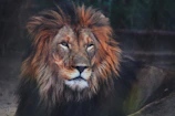 webajansglobal.com-hareketli-grafik-tasarimi-2
