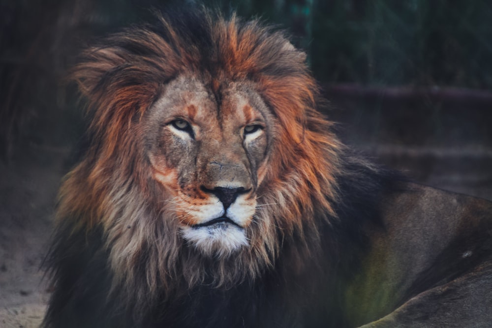 a close up of a lion laying on the ground