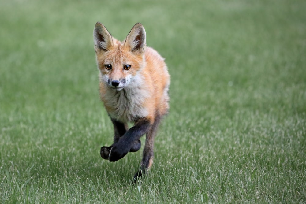 a red fox running across a lush green field