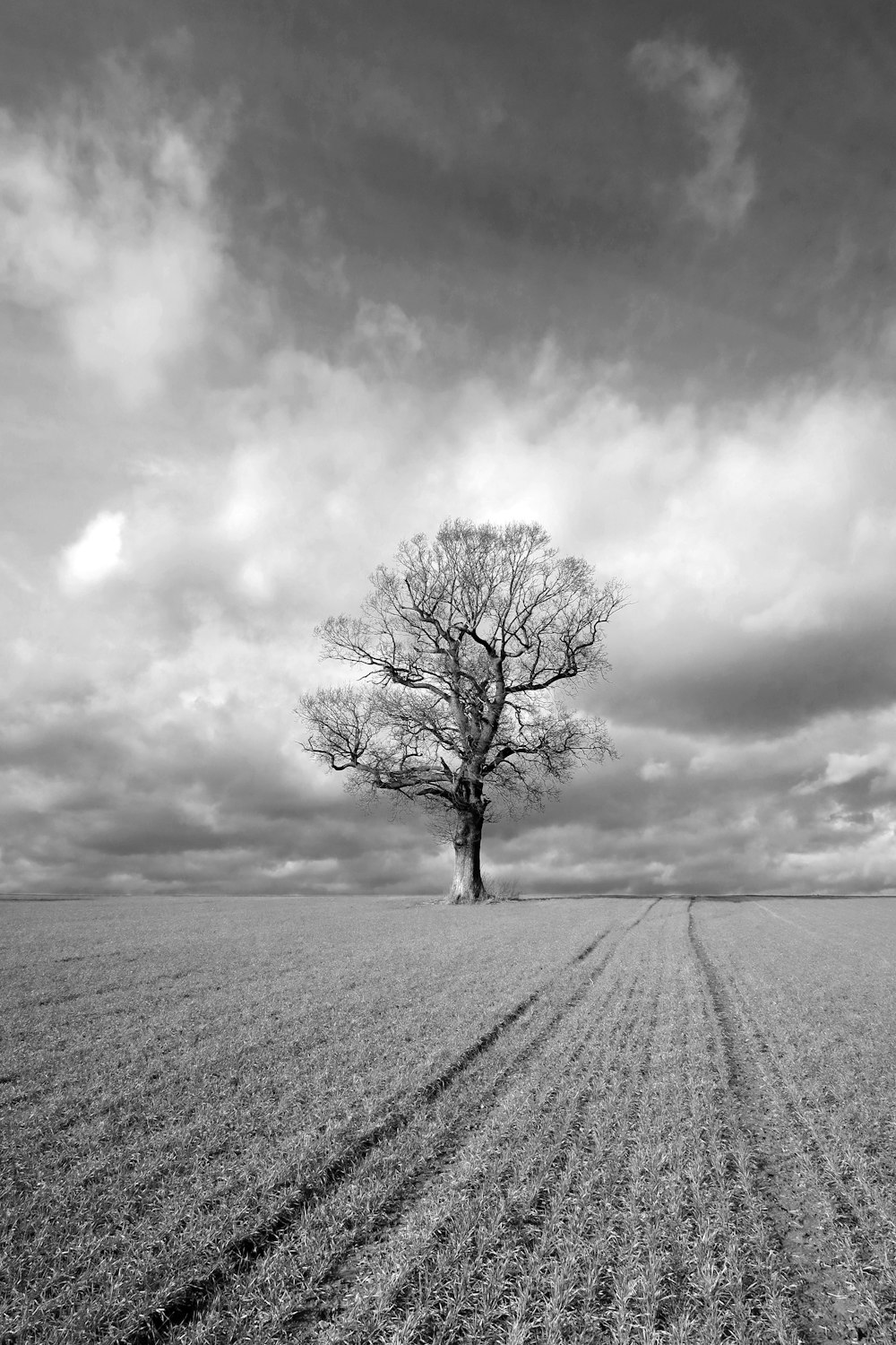 Ein einsamer Baum steht mitten auf einem Feld