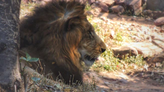A majestic lion resting under the golden African sun in a vast savannah.