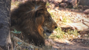 A majestic lion rests in a natural setting, with its profile visible against a rocky background. Soft sunlight casts gentle shadows over the lion's mane, highlighting its rich, golden-brown fur. The surrounding environment includes dry grass, scattered rocks, and a tree trunk, suggesting a habitat typical of a savanna or wildlife reserve.
