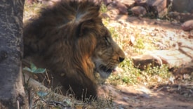 A majestic lion rests in a natural setting, with its profile visible against a rocky background. Soft sunlight casts gentle shadows over the lion's mane, highlighting its rich, golden-brown fur. The surrounding environment includes dry grass, scattered rocks, and a tree trunk, suggesting a habitat typical of a savanna or wildlife reserve.