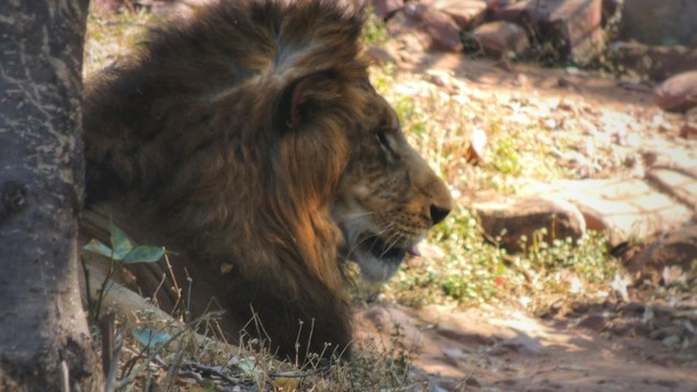 A majestic lion rests in a natural setting, with its profile visible against a rocky background. Soft sunlight casts gentle shadows over the lion's mane, highlighting its rich, golden-brown fur. The surrounding environment includes dry grass, scattered rocks, and a tree trunk, suggesting a habitat typical of a savanna or wildlife reserve.