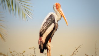 A close-up of a stork perched gracefully on a tree branch in a lush garden
