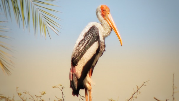 A close-up of a stork perched gracefully on a tree branch in a lush garden