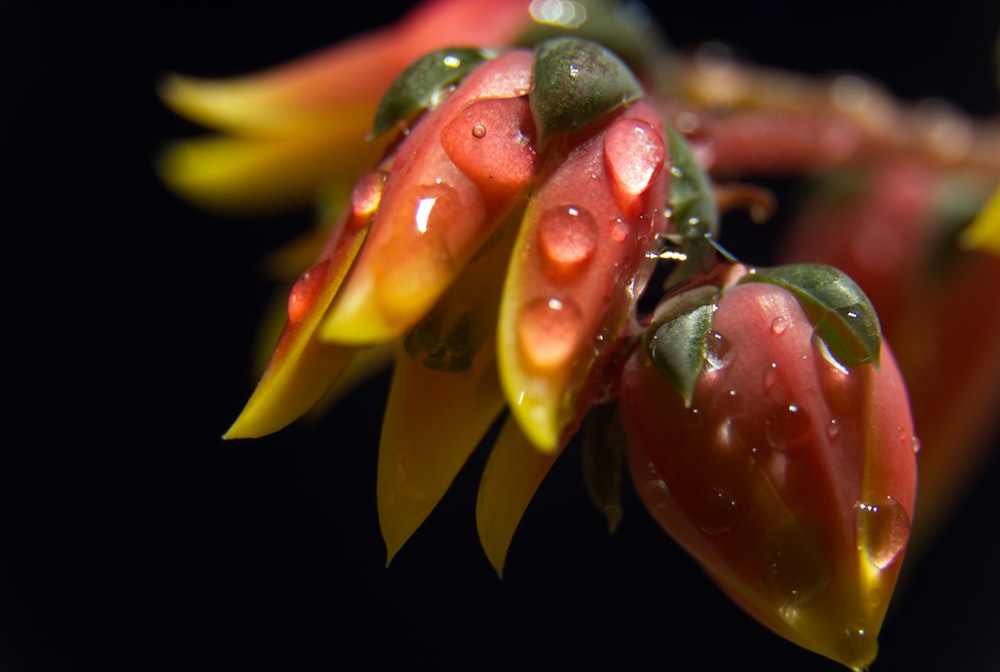 a close up of a flower with drops of water on it