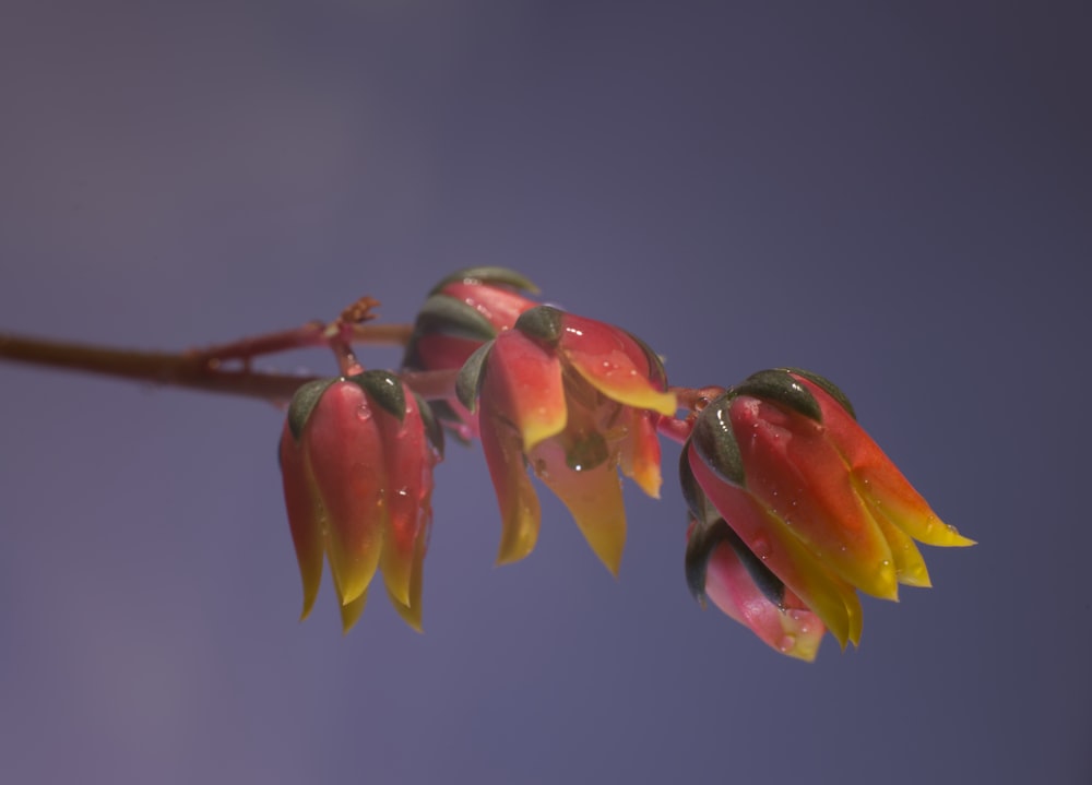 a close up of a flower with drops of water on it