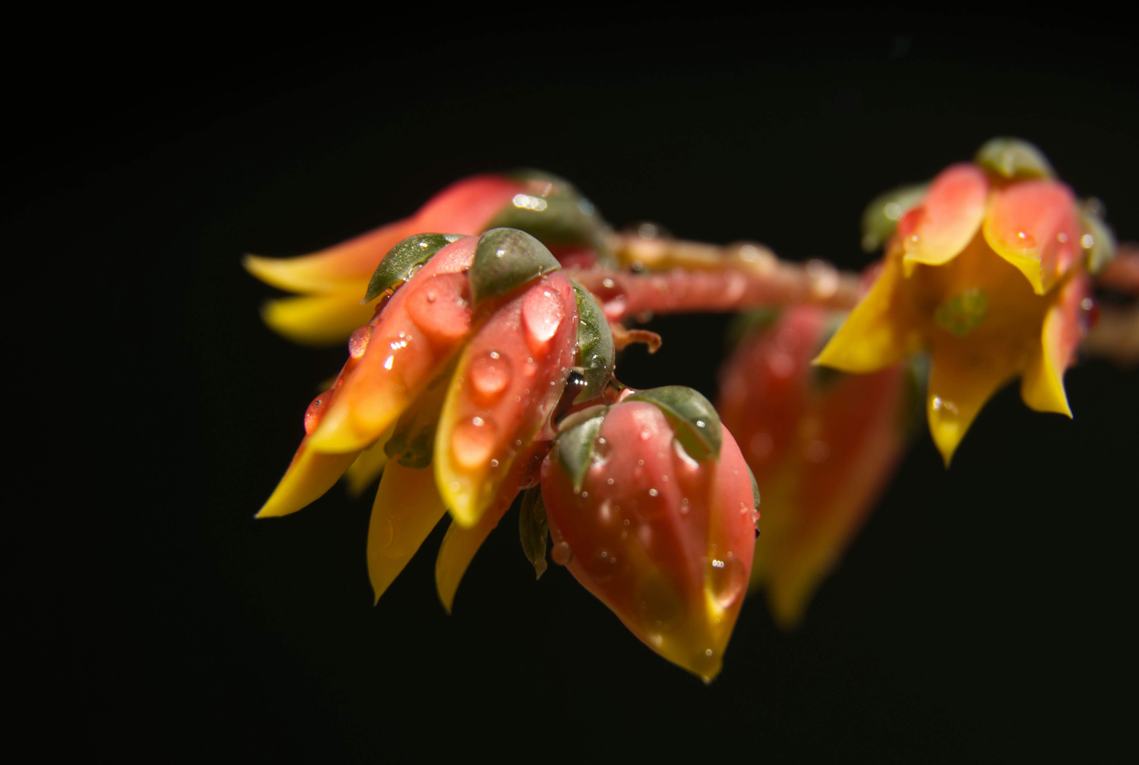 Photo by fligielphotography