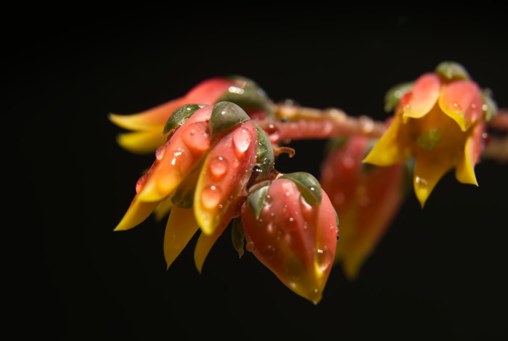 a close up of a flower with drops of water on it