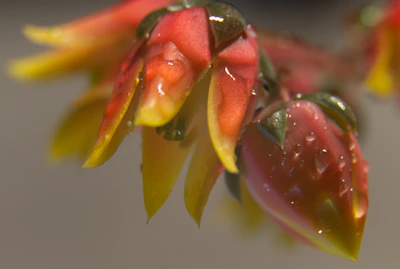 Close-up of a Zestberry bud glistening with resin and vibrant orange and green tones.