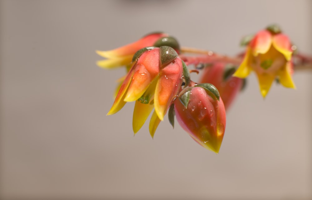 a close up of a flower with drops of water on it