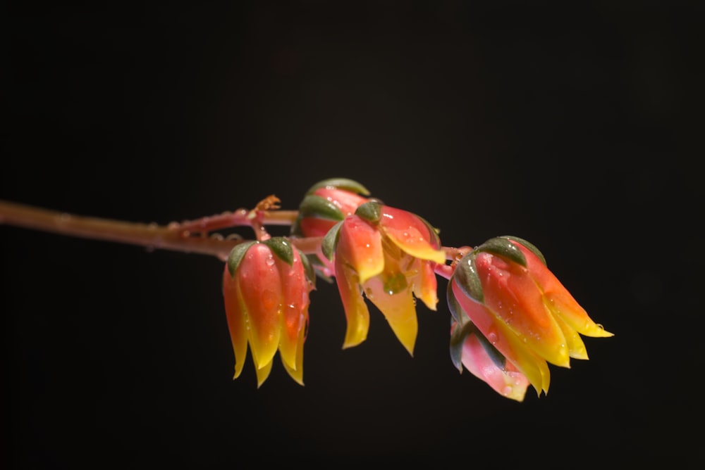 a close up of a flower with drops of water on it