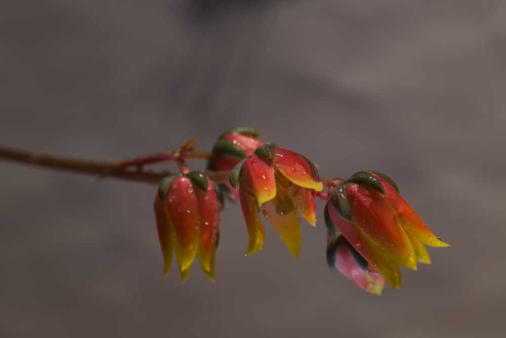 a close up of a flower on a tree branch