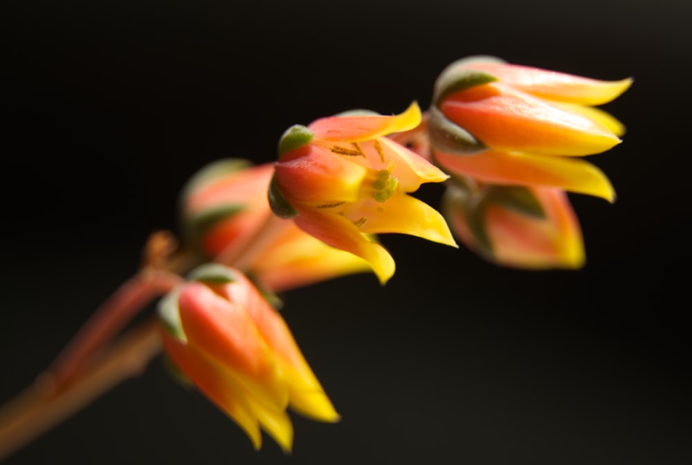 a close up of a flower with a black background