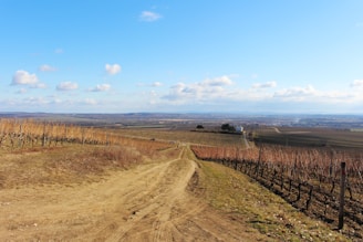 A vast vineyard landscape stretches out under a clear blue sky with scattered clouds. Rows of grapevines line the gently rolling hills, and a dirt path divides the vineyard, leading towards a distant horizon. In the background, a small cluster of buildings is visible, surrounded by expansive fields.