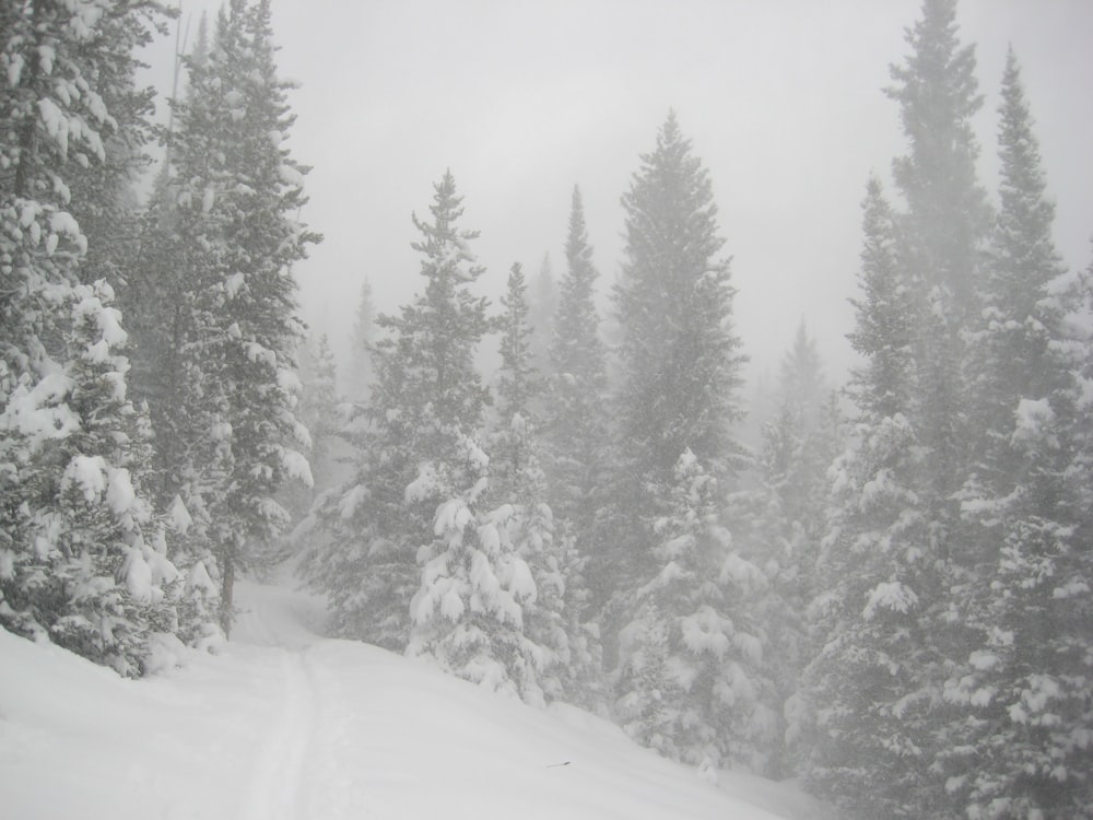 a snow covered forest filled with lots of trees