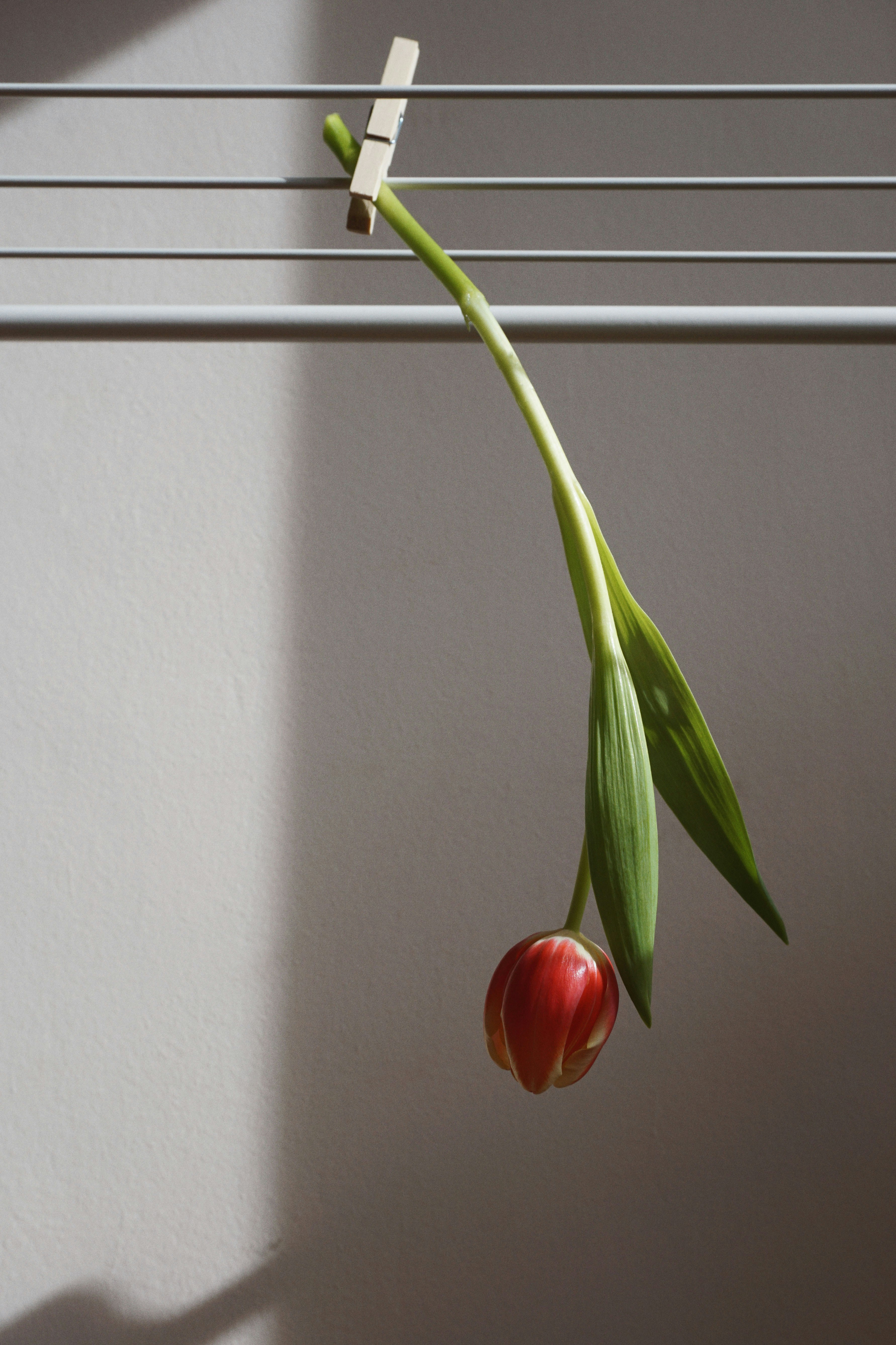 a red tulip hanging from a clothes line