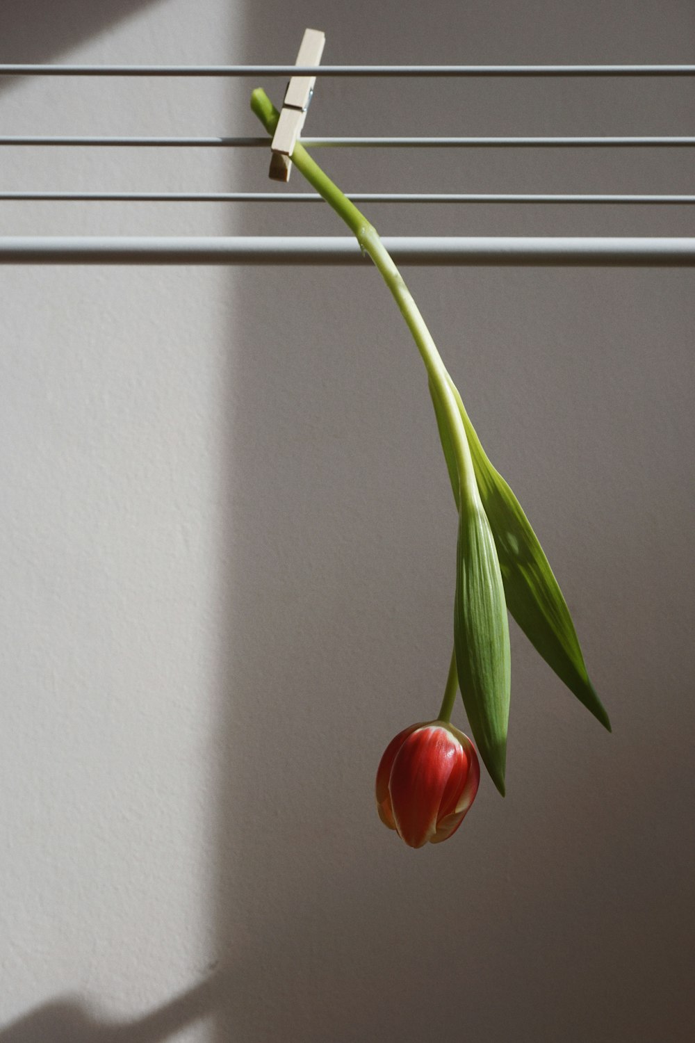 a red tulip hanging from a clothes line