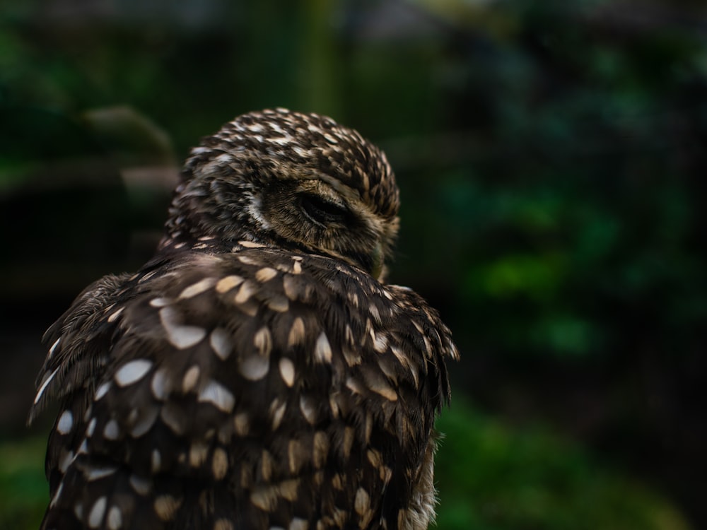 a close up of a bird with a blurry background