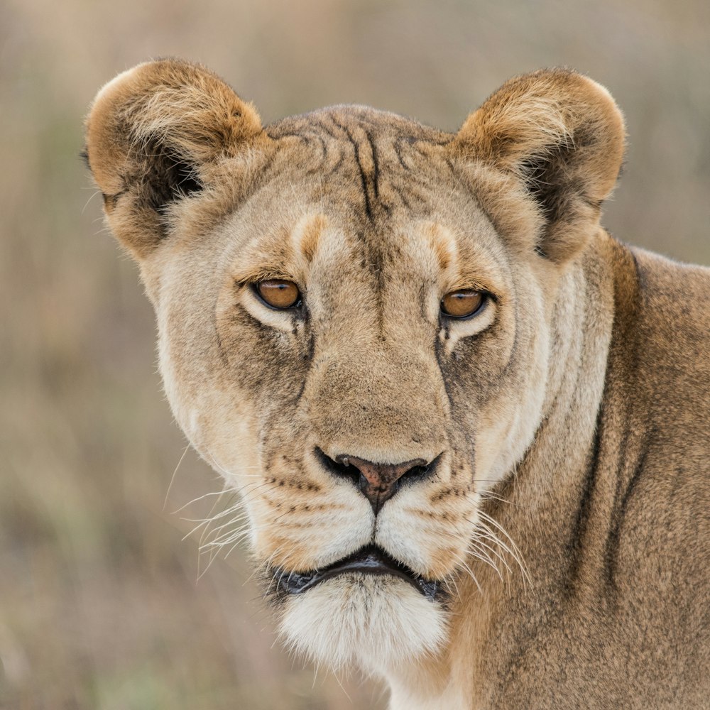 a close up of a lion looking at the camera