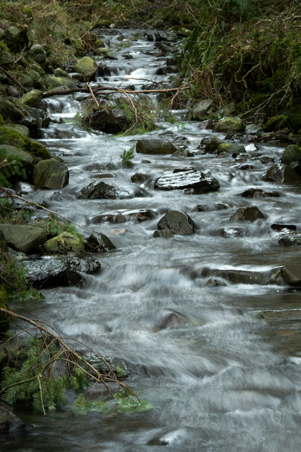 Ein Bach, der durch einen üppigen grünen Wald fließt