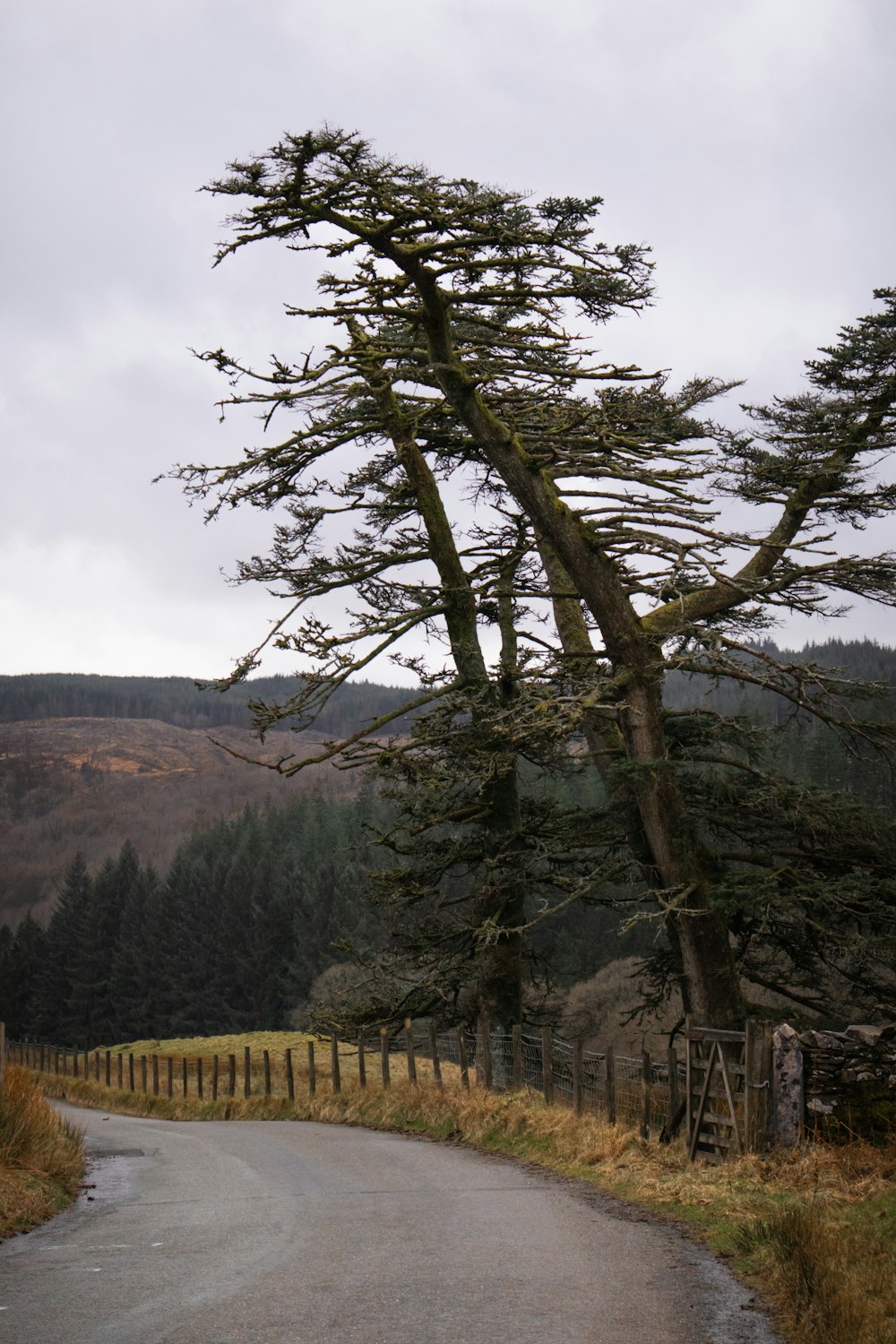 a tree leaning over on the side of a road