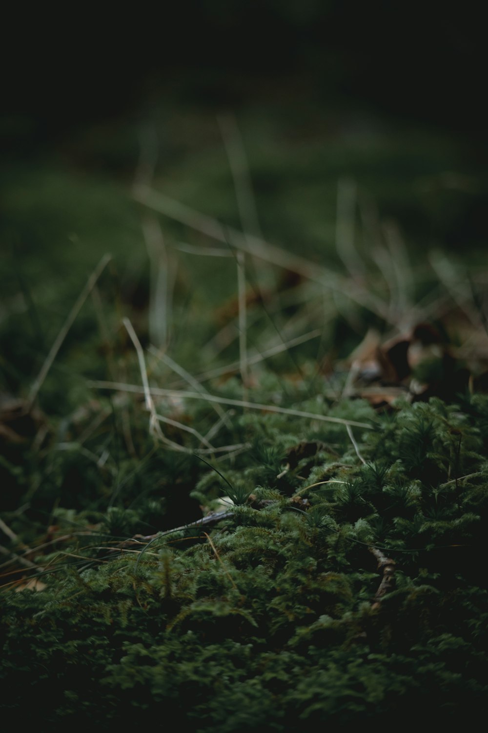 a close up of a moss covered ground
