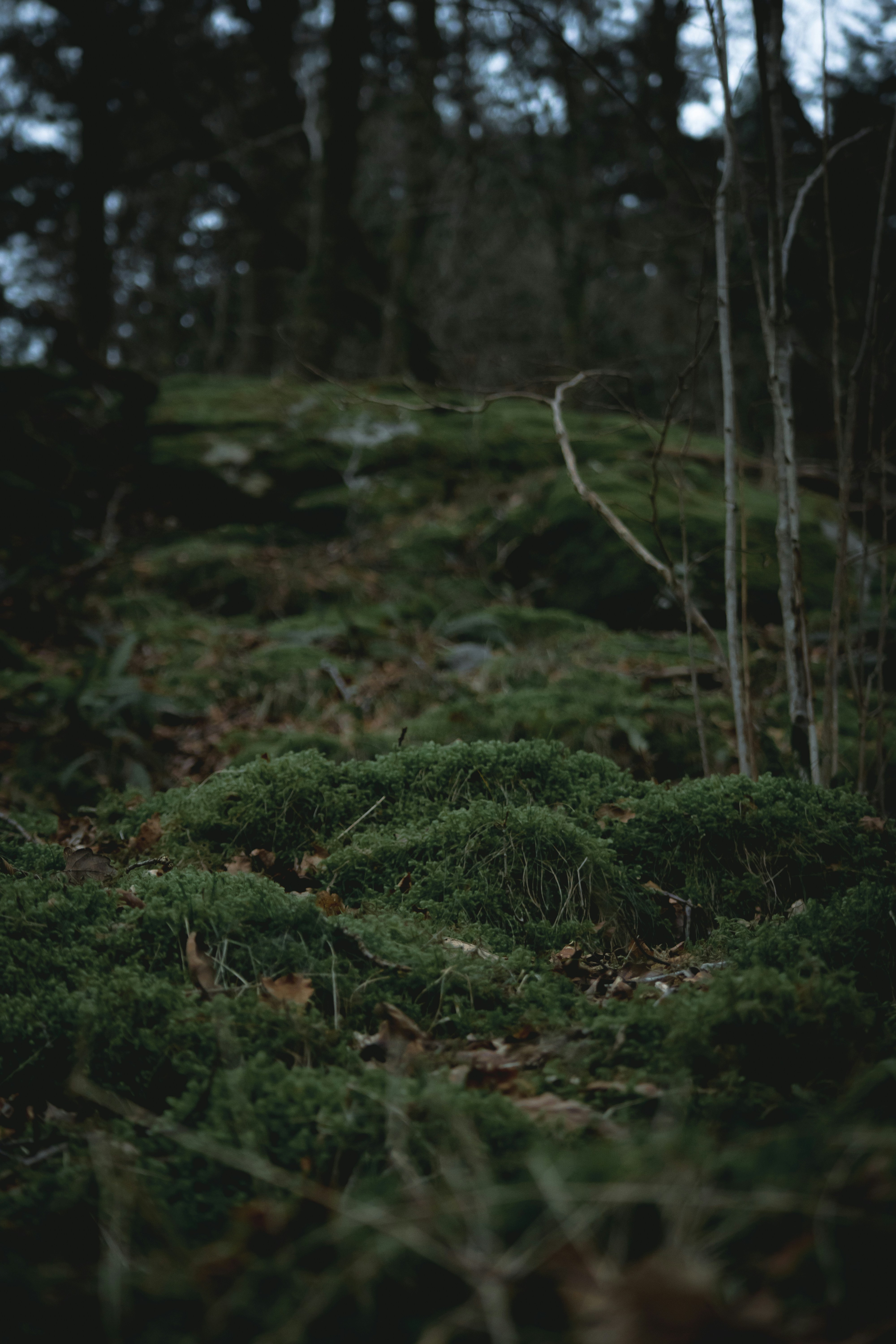 Photo by matchaforest