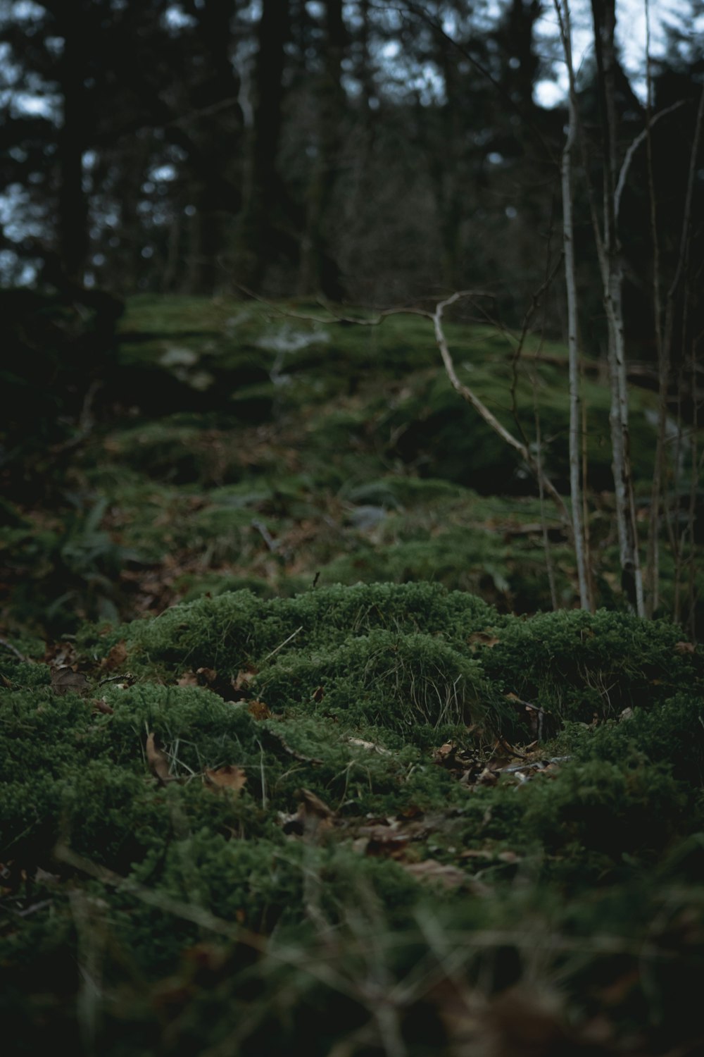 a small patch of green moss in the woods