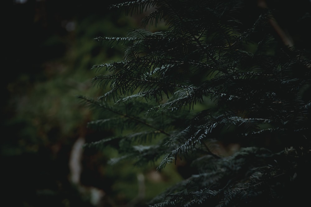 a close up of a pine tree with a blurry background