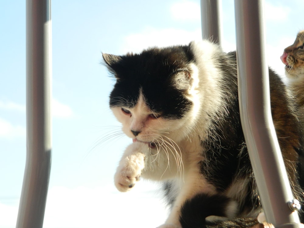 a black and white cat sitting on top of a chair